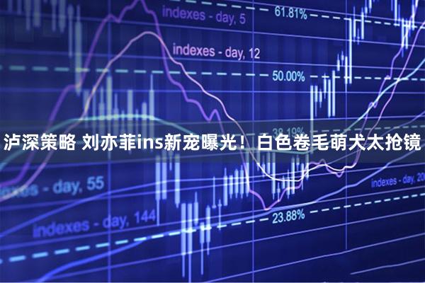 泸深策略 刘亦菲ins新宠曝光！白色卷毛萌犬太抢镜